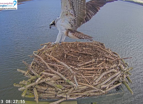 Rutland Ospreys Leicestershire And Rutland Wildlife Trust Start Of The 2025 Osprey Season1